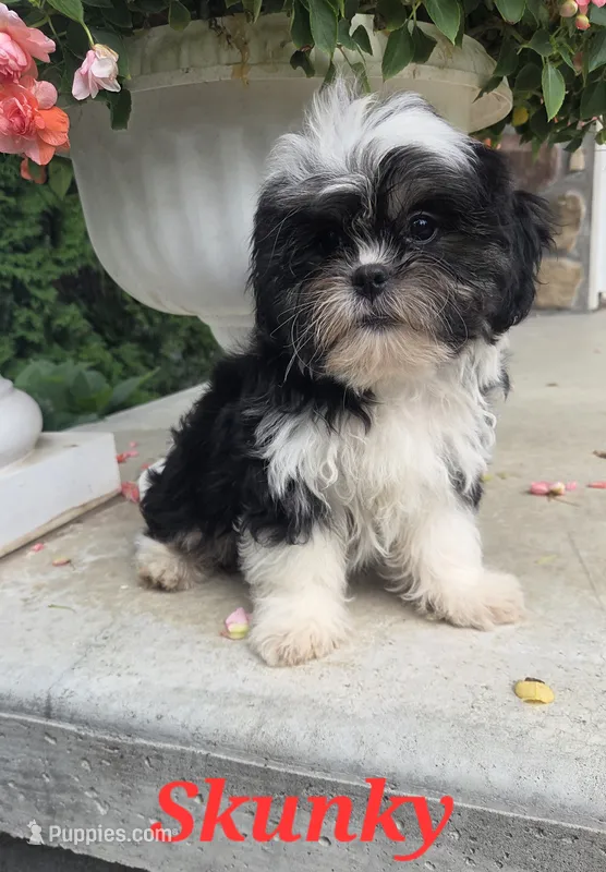 Skunky – Shihpoo puppy for sale in Waterloo, NY