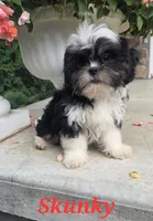 Skunky, a male Shihpoo for sale in Waterloo, NY – 1 of 9