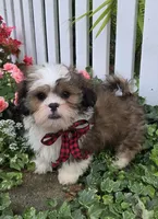 Rowley, a male Shihpoo for sale in Waterloo, NY – 4 of 4