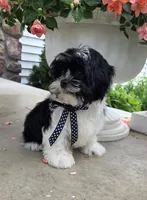 Toby, a  Shihpoo for sale in Waterloo, NY – 3 of 5