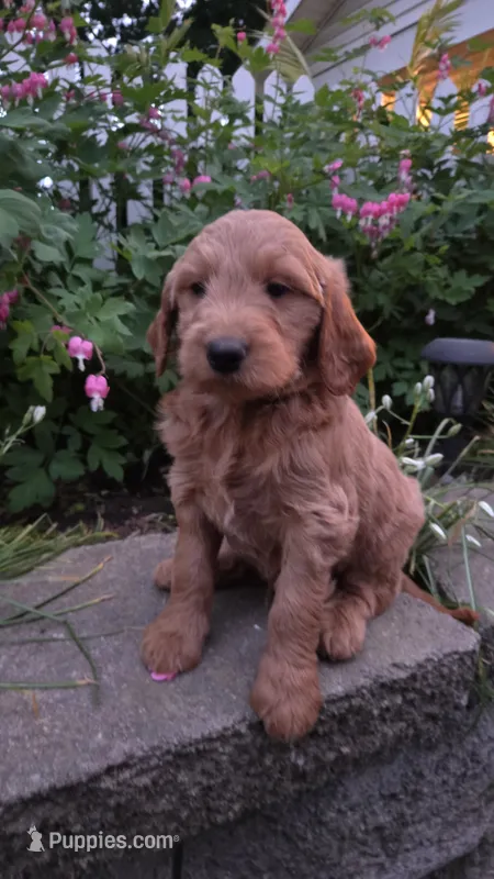 Dr Pepper  – Goldendoodle, Poodle - Miniature  puppy for sale in Waterloo, NY