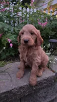 Dr Pepper , a male Goldendoodle and Poodle - Miniature  for sale in Waterloo, NY – 1 of 5