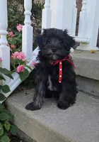 Donnie, a male Yorkipoo for sale in Waterloo, NY – 1 of 4
