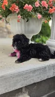 Lucy, a female Shihpoo for sale in Waterloo, NY – 5 of 5