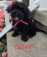 Olive, a female Shihpoo for sale in Waterloo, NY – 1 of 4