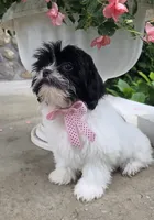 Tiny Tina , a  Shihpoo for sale in Waterloo, NY – 2 of 6