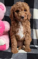 Bella, a female Cavapoo for sale in Waterloo, NY – Photo 4 of 5