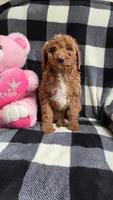 Bella, a female Cavapoo for sale in Waterloo, NY – Photo 5 of 5