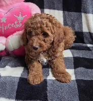 Bella, a female Cavapoo for sale in Waterloo, NY – Photo 3 of 5
