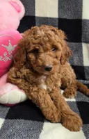 Bella, a female Cavapoo for sale in Waterloo, NY – Photo 2 of 5