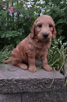 Dr Pepper , a male Goldendoodle and Poodle - Miniature  for sale in Waterloo, NY – 3 of 5