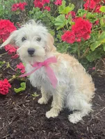 Honey , a female Yorkipoo for sale in Waterloo, NY – 2 of 7