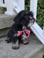 O’ Henry, a male Shihpoo for sale in Waterloo, NY – 5 of 7
