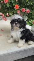 Skunky, a male Shihpoo for sale in Waterloo, NY – 4 of 9