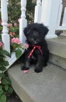 Donnie, a male Yorkipoo for sale in Waterloo, NY – 4 of 4