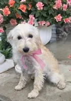 Honey , a female Yorkipoo for sale in Waterloo, NY – 4 of 7