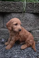 Dr Pepper , a male Goldendoodle and Poodle - Miniature  for sale in Waterloo, NY – 2 of 5