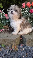 Raggedy Ann, a female Shihpoo for sale in Waterloo, NY – 5 of 6