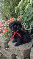 Snickers, a male Shihpoo for sale in Waterloo, NY – 2 of 6