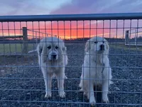Baxter, a male Great Pyrenees for sale in Waterloo, NY – 2 of 2