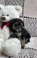 Tessie, a female Yorkipoo and Poodle - Toy  for sale in Waterloo, NY – Photo 2 of 3