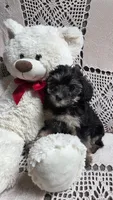 Tessie, a female Yorkipoo and Poodle - Toy  for sale in Waterloo, NY – Photo 3 of 3