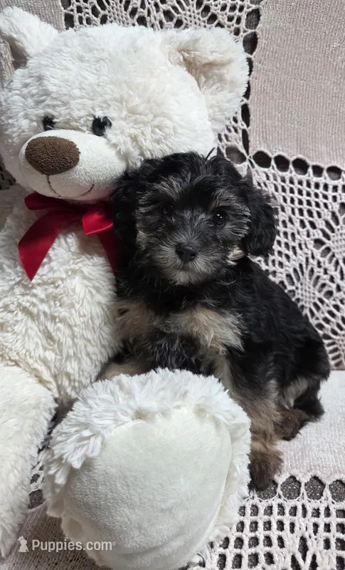 Tessie, a female Yorkipoo and Poodle - Toy  for sale in Waterloo, NY – Photo 1 of 3