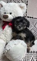 Tessie, a female Yorkipoo and Poodle - Toy  for sale in Waterloo, NY – Photo 1 of 3
