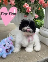 Tiny Tina , a  Shihpoo for sale in Waterloo, NY – 1 of 6
