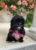 Lucy, a female Shihpoo for sale in Waterloo, NY – 2 of 5
