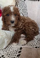 processed/02161680-50ec-45b1-952f-236ce4a15ec7/listing/e737f413-8c0e-458f-a2e6-1f7dd77999c3/c66c20ac-49f7-40e6-961b-490b8b9b1005