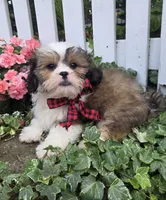 Rowley, a male Shihpoo for sale in Waterloo, NY – 2 of 4