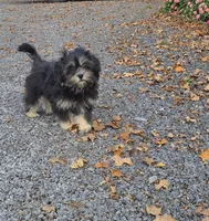 O’ Henry, a male Shihpoo for sale in Waterloo, NY – 4 of 4