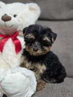 Dolly, a female Yorkshire Terrier for sale in Waterloo, NY – 5 of 5
