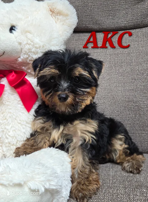 Dolly, a female Yorkshire Terrier for sale in Waterloo, NY – 1 of 5