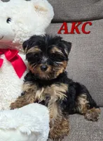 Dolly, a female Yorkshire Terrier for sale in Waterloo, NY – 1 of 5