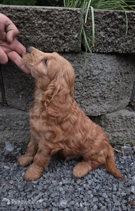 Pumpkin  – Goldendoodle, Poodle - Miniature  puppy for sale in Waterloo, NY