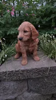 Dr Pepper , a male Goldendoodle and Poodle - Miniature  for sale in Waterloo, NY – 5 of 5