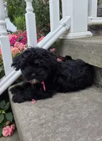 Olive, a female Shihpoo for sale in Waterloo, NY – 3 of 4