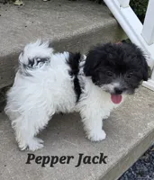 Pepper Jack, a male Shihpoo for sale in Waterloo, NY – 1 of 5