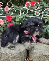 O’ Henry, a male Shihpoo for sale in Waterloo, NY – 6 of 7
