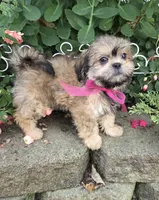 Peaches, a female Shihpoo for sale in Waterloo, NY – 2 of 6