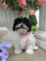 Tiny Tina , a  Shihpoo for sale in Waterloo, NY – 6 of 6