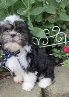 Skunky, a male Shihpoo for sale in Waterloo, NY – 7 of 9