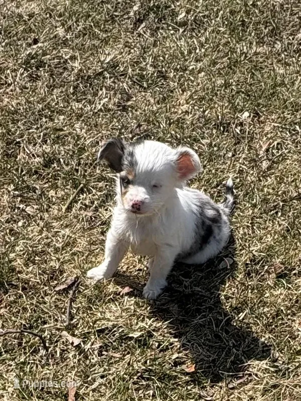 Big girl – Chihuahua puppy for sale in Bay City, MI