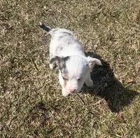 Big girl, a female Chihuahua for sale in Bay City, MI – Photo 2 of 2