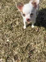 Little girl, a female Chihuahua for sale in Bay City, MI – Photo 2 of 2