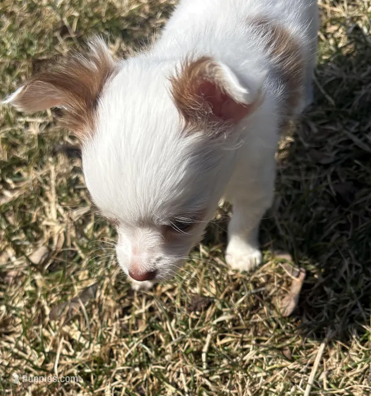 Little girl – Chihuahua puppy for sale in Bay City, MI
