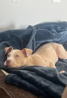 Cinco, a male American Pit Bull Terrier for sale in Cary, NC – Photo 2 of 3