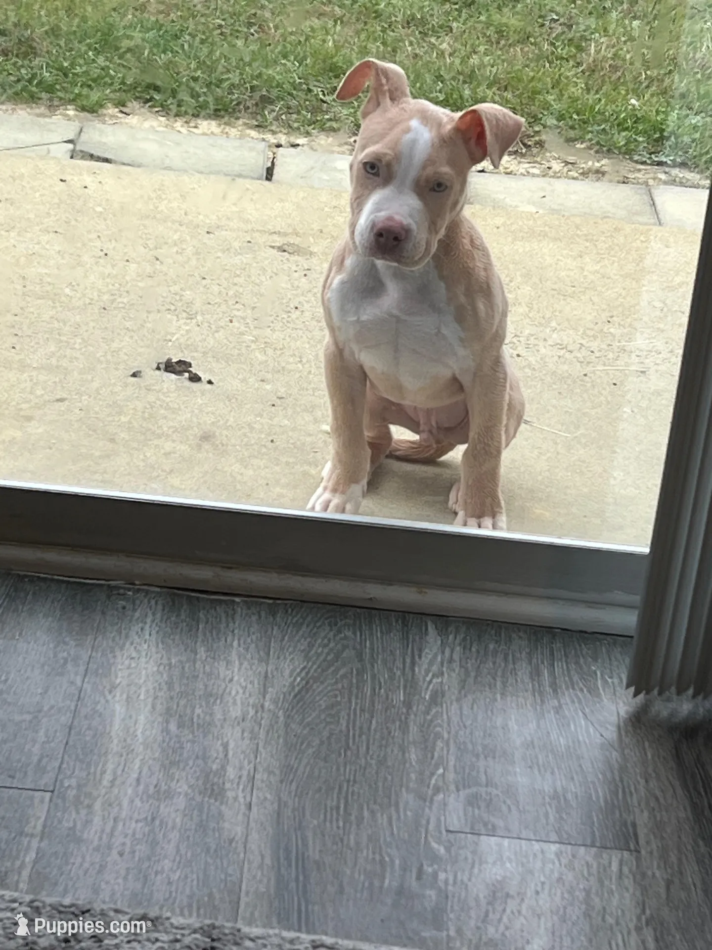 Cinco – American Pit Bull Terrier puppy for sale in Cary, NC